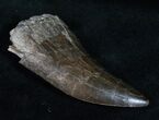 Extremely Rare Torvosaurus Tooth - Skull Creek #12479-4